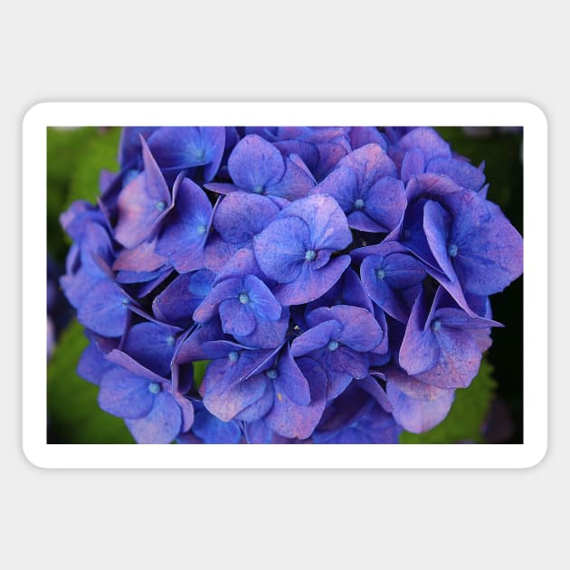 Blue hydrangea Sticker by SteffaniLehmann